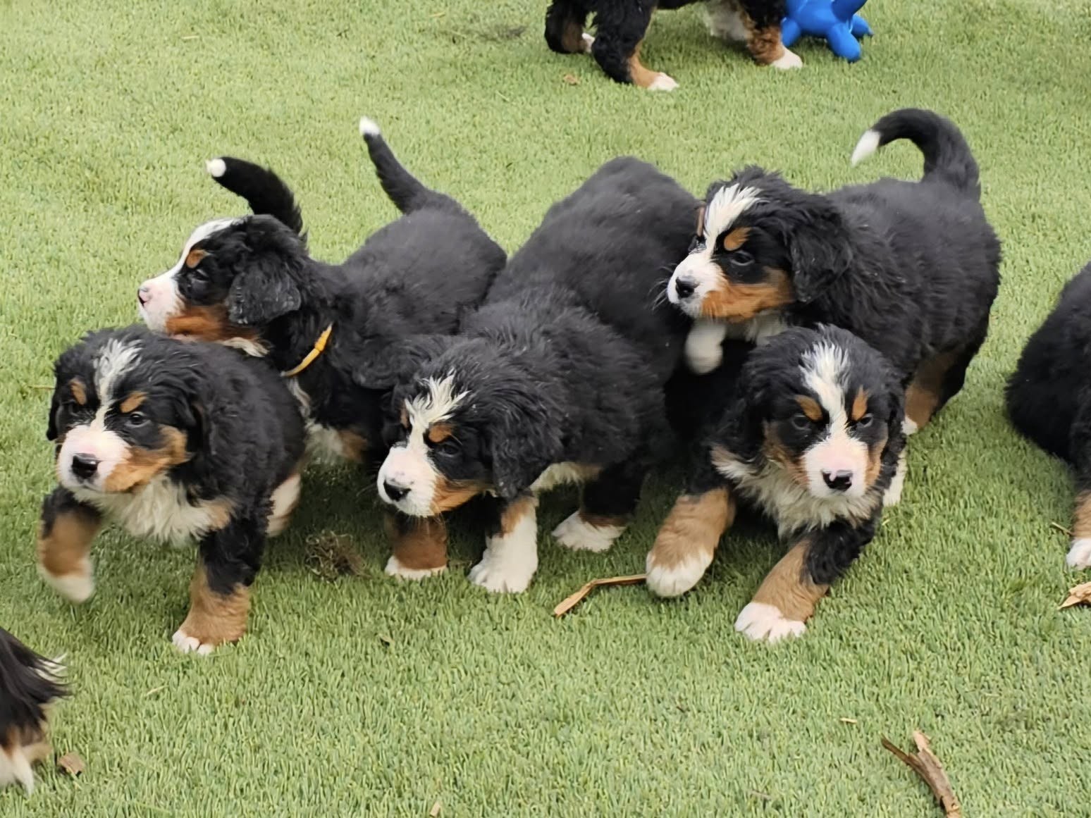 Puppies