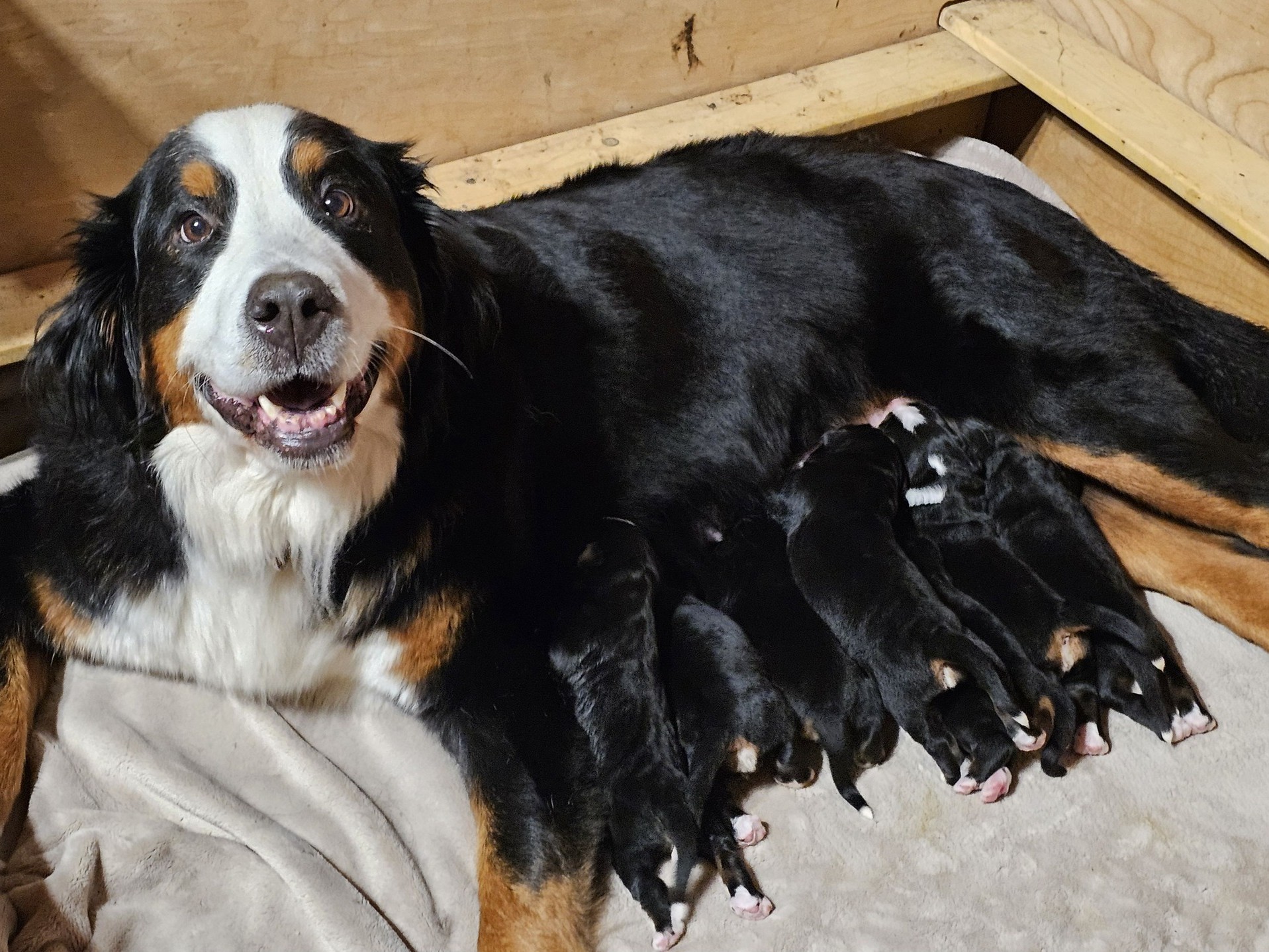 Mother with puppies