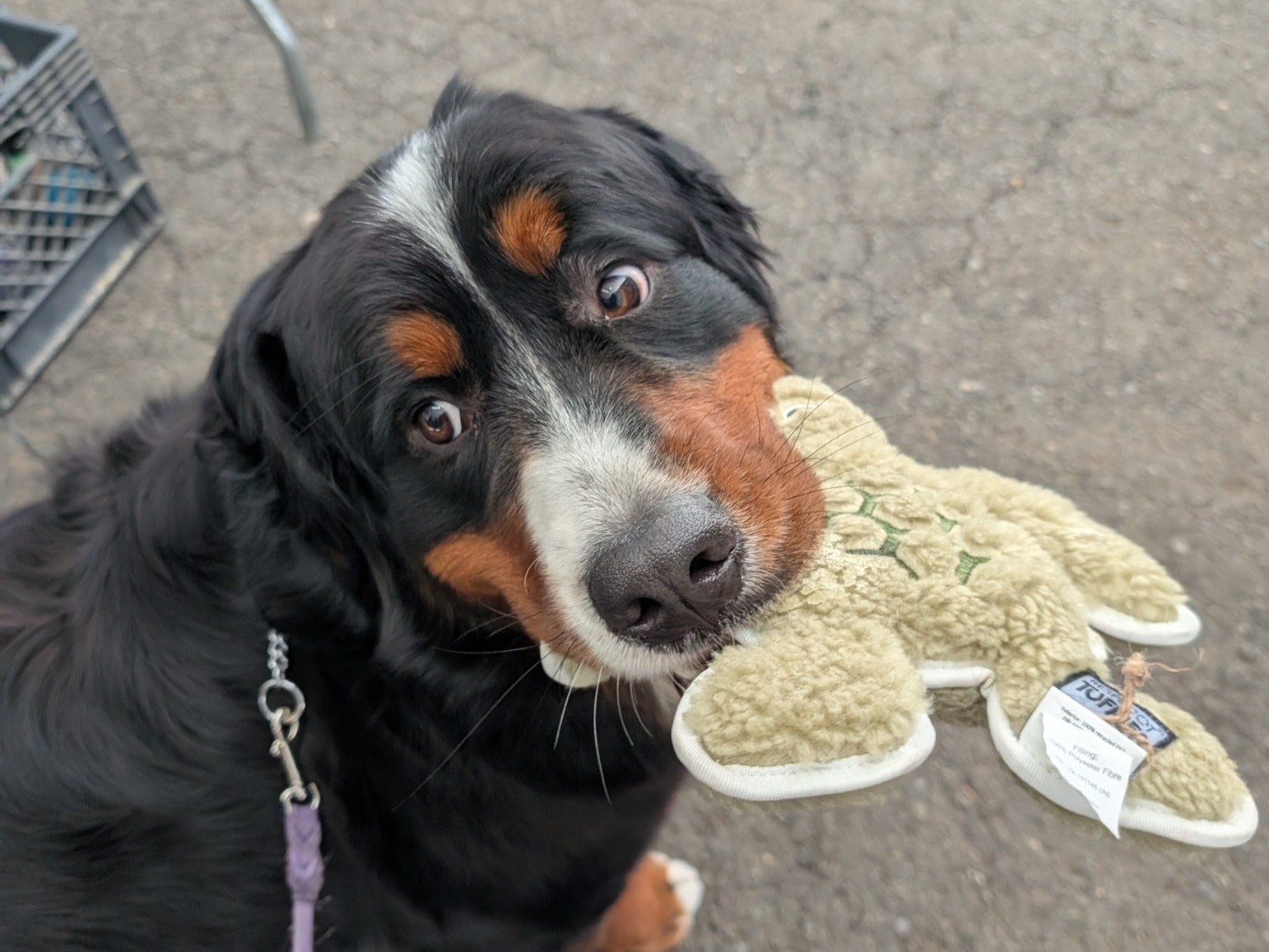 Bernese portrait
