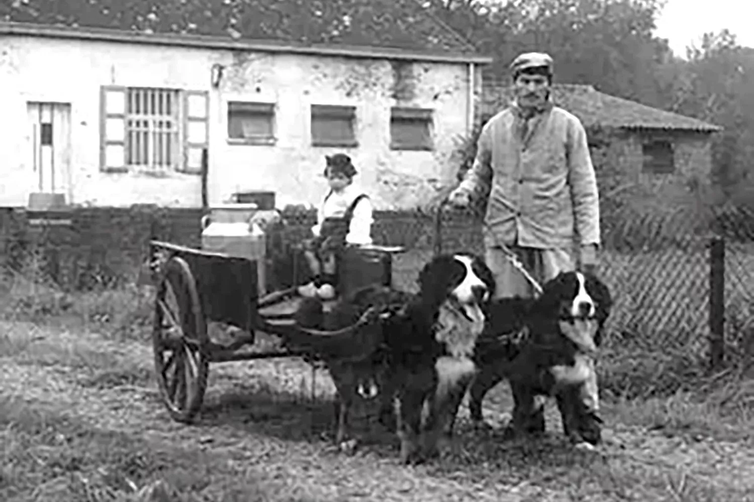 Bernese Mountain Dog pulling a cart