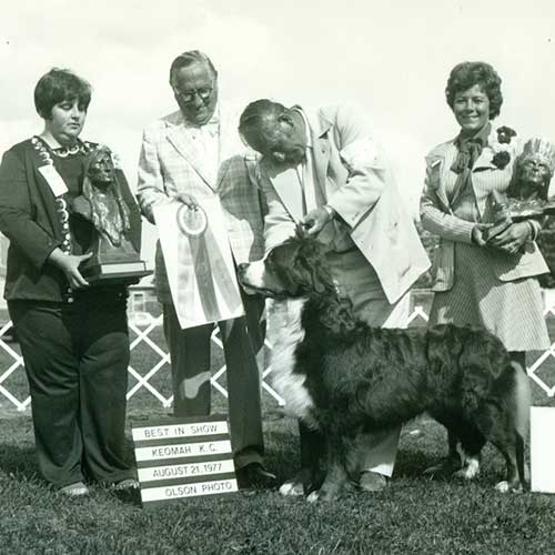 Bernese show
